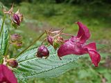 Impatiens glandulifera. Соцветия с бутонами и цветком (вид сбоку). Хабаровский край, окр. г. Комсомольск-на-Амуре, смешанный лес, обочина лесной дороги. 26.08.2024.