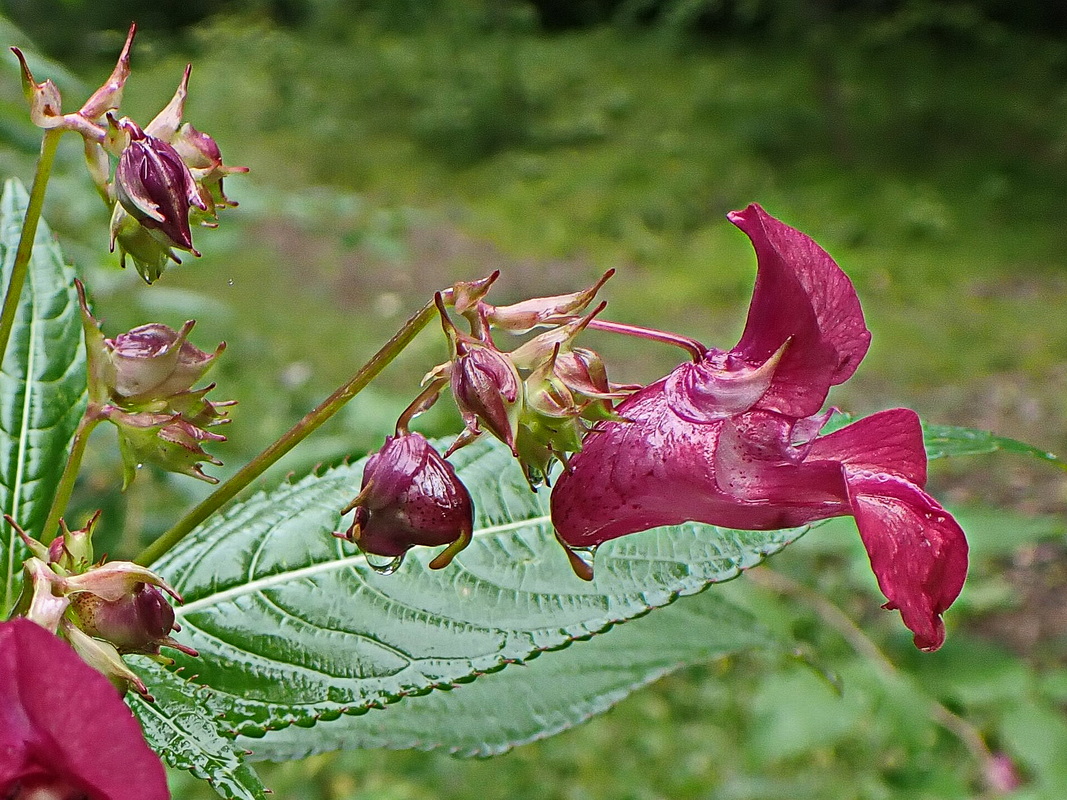 Image of Impatiens glandulifera specimen.