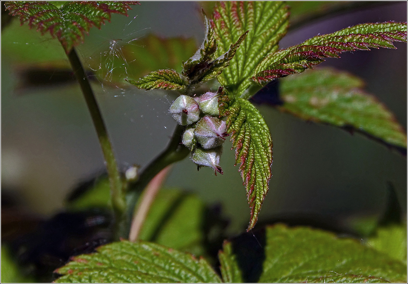 Изображение особи Rubus idaeus.