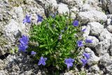 Campanula lasiocarpa. Цветущие растения. Курильские о-ва, о-в Итуруп, Белые скалы, каменистый склон. 23.08.2023.