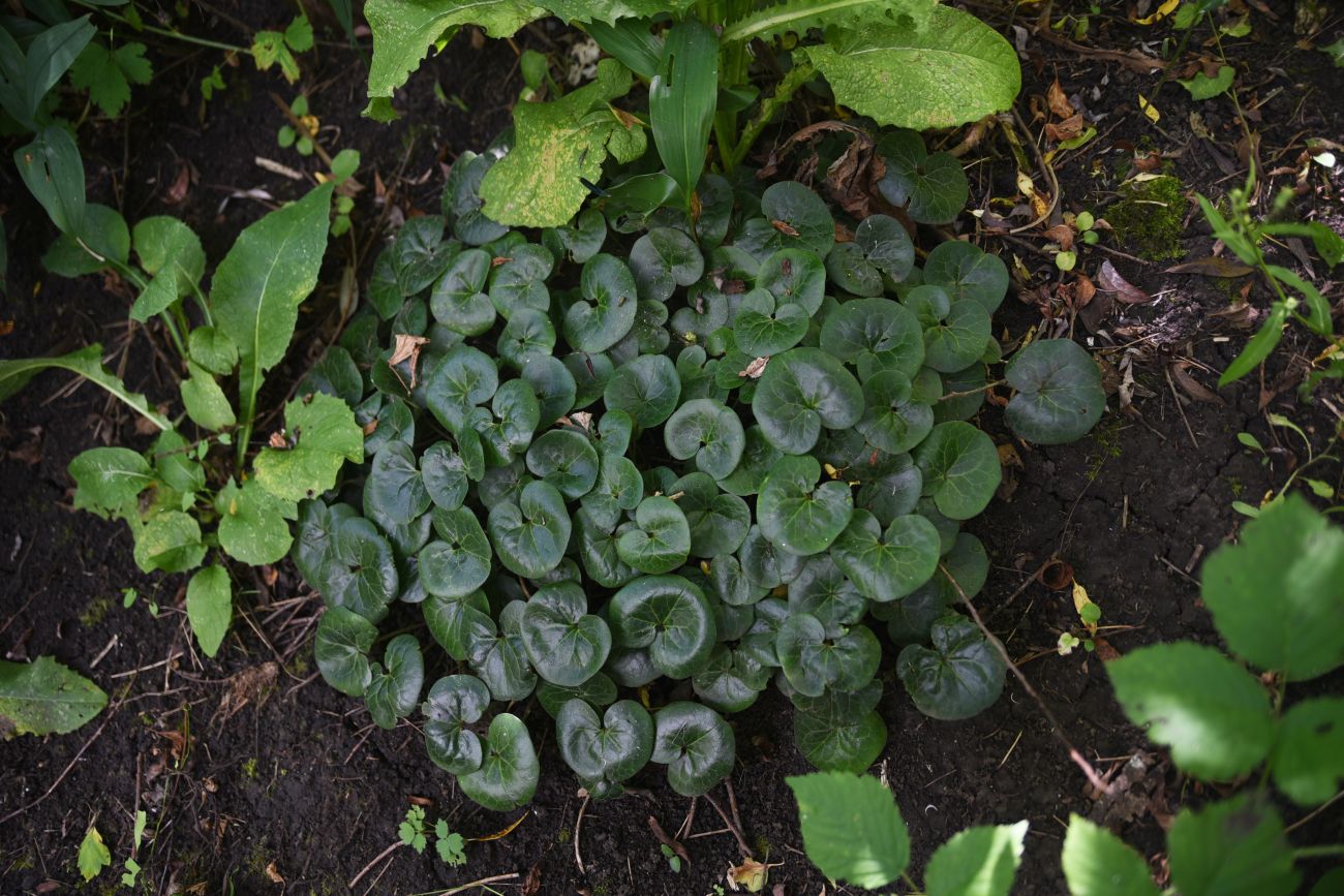 Изображение особи Asarum europaeum.