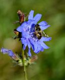 Cichorium intybus. Соцветие с кормящейся мухой. Тверская обл., Конаковский р-н, долина р. Сестра, луг. 07.09.2024.