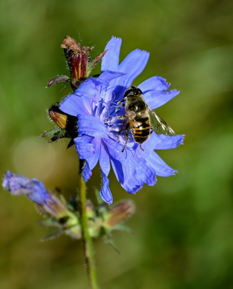 Image of Cichorium intybus specimen.