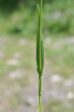 Phleum alpinum