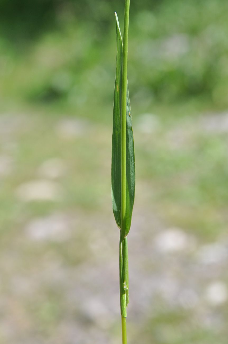 Image of Phleum alpinum specimen.