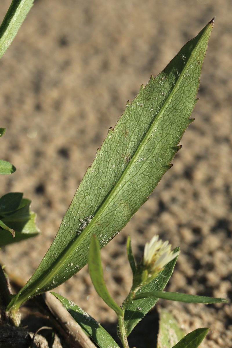 Image of Symphyotrichum &times; salignum specimen.