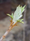 Hydrangea quercifolia. Верхушка побега с распускающимися листьями. Испания, автономное сообщество Каталония, провинция Жирона, комарка Баш-Эмпорда, муниципалитет Палафружель, ботанический сад \"Кап-Роч\". 28.02.2021.