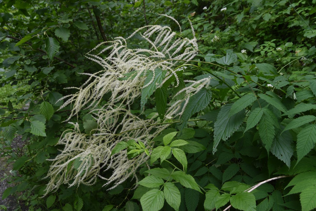 Image of Aruncus sylvestris specimen.