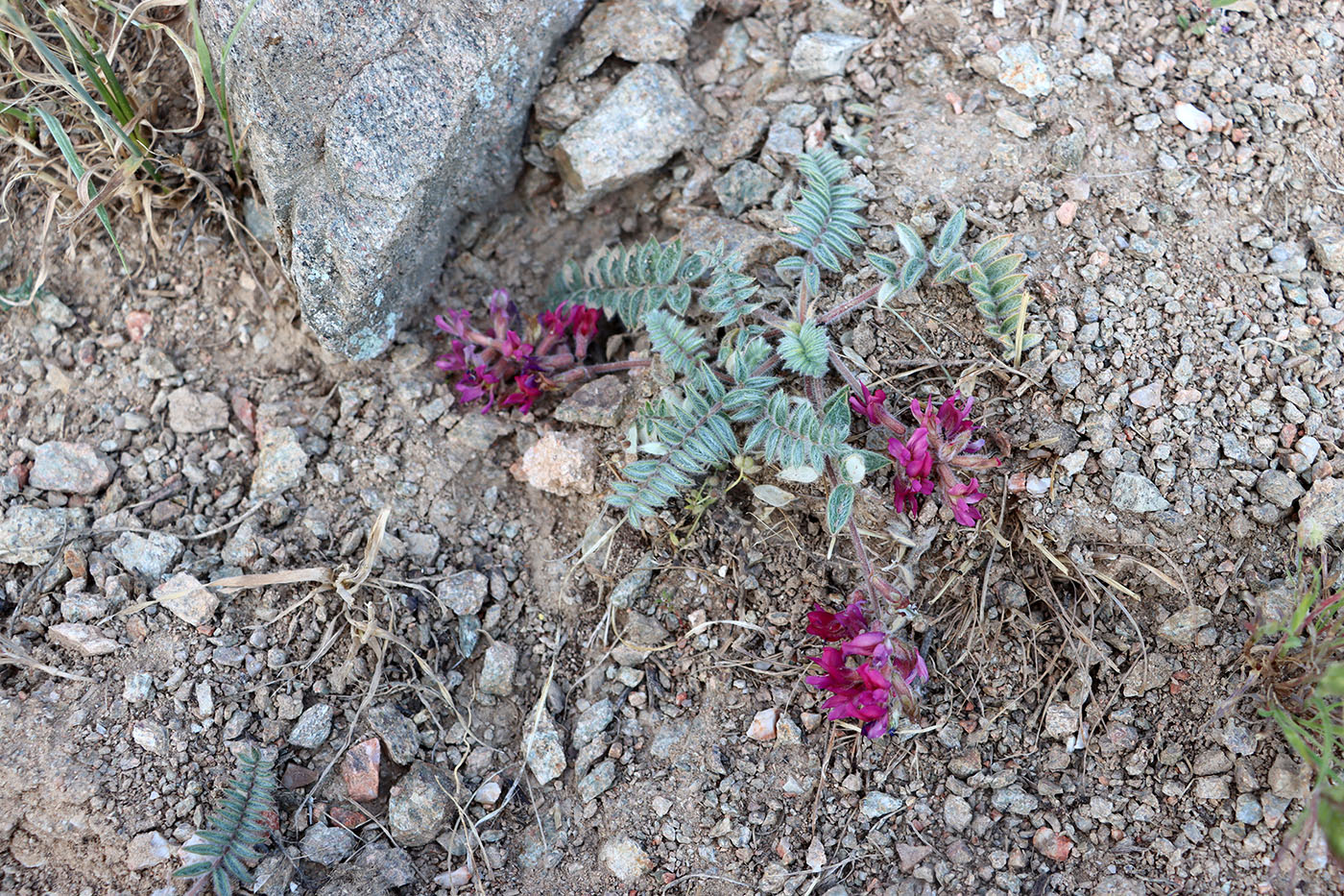 Изображение особи Oxytropis leptophysa.