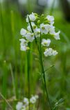 Cardamine pratensis