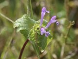 Lamium amplexicaule. Соцветие. Испания, автономное сообщество Каталония, пров. Жирона, комарка Баш Эмпорда, муниципалитет Калонже, залежь. 14.02.2025.