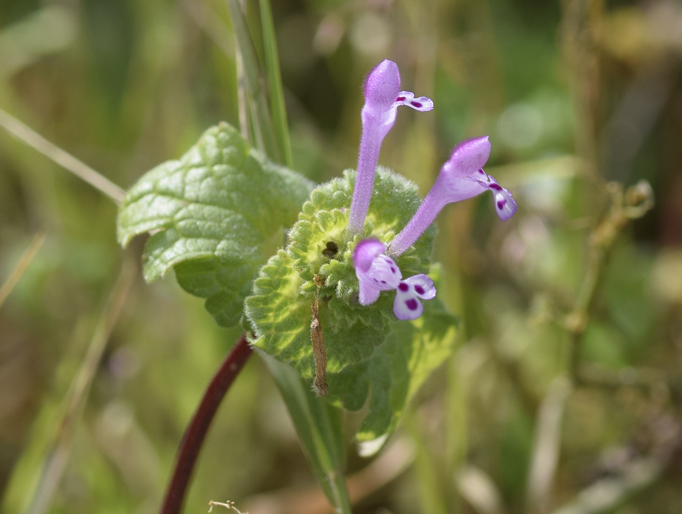 Image of Lamium amplexicaule specimen.