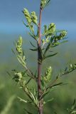 Artemisia vulgaris. Часть общего соцветия с развивающимися корзинками и отдыхающей мухой-журчалкой. Беларусь, Витебская обл., окр. пос. Езерище, берег оз. Езерище у зашейка р. Оболь, бровка склона, суходольный разнотравно-злаковый луг. 14.07.2024.