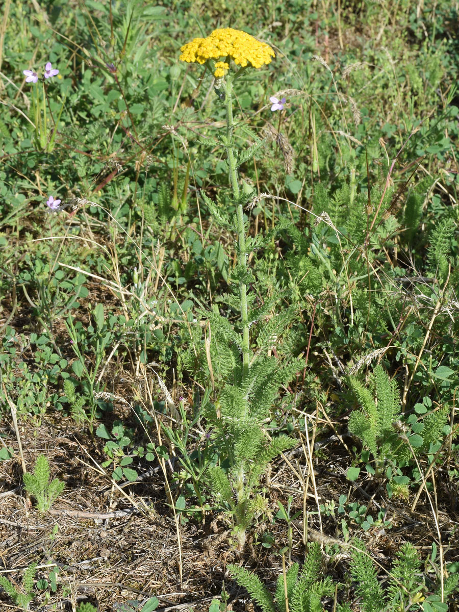 Image of Achillea arabica specimen.