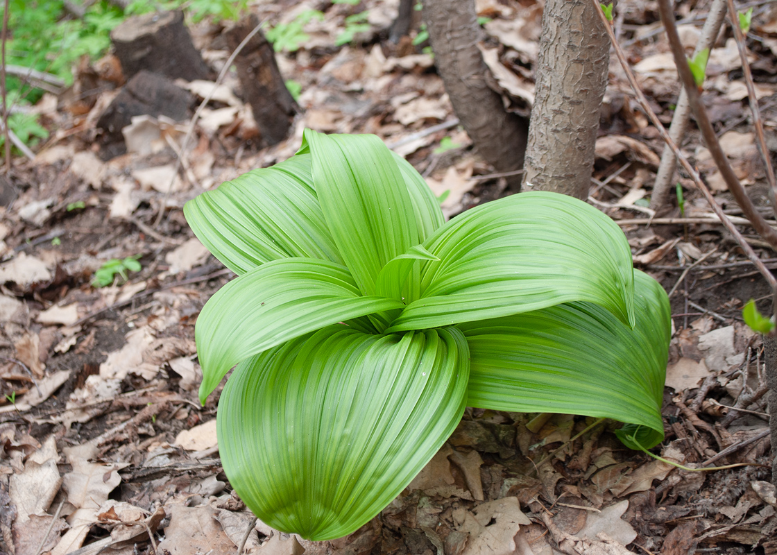 Изображение особи Veratrum nigrum.