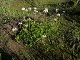 Trifolium repens