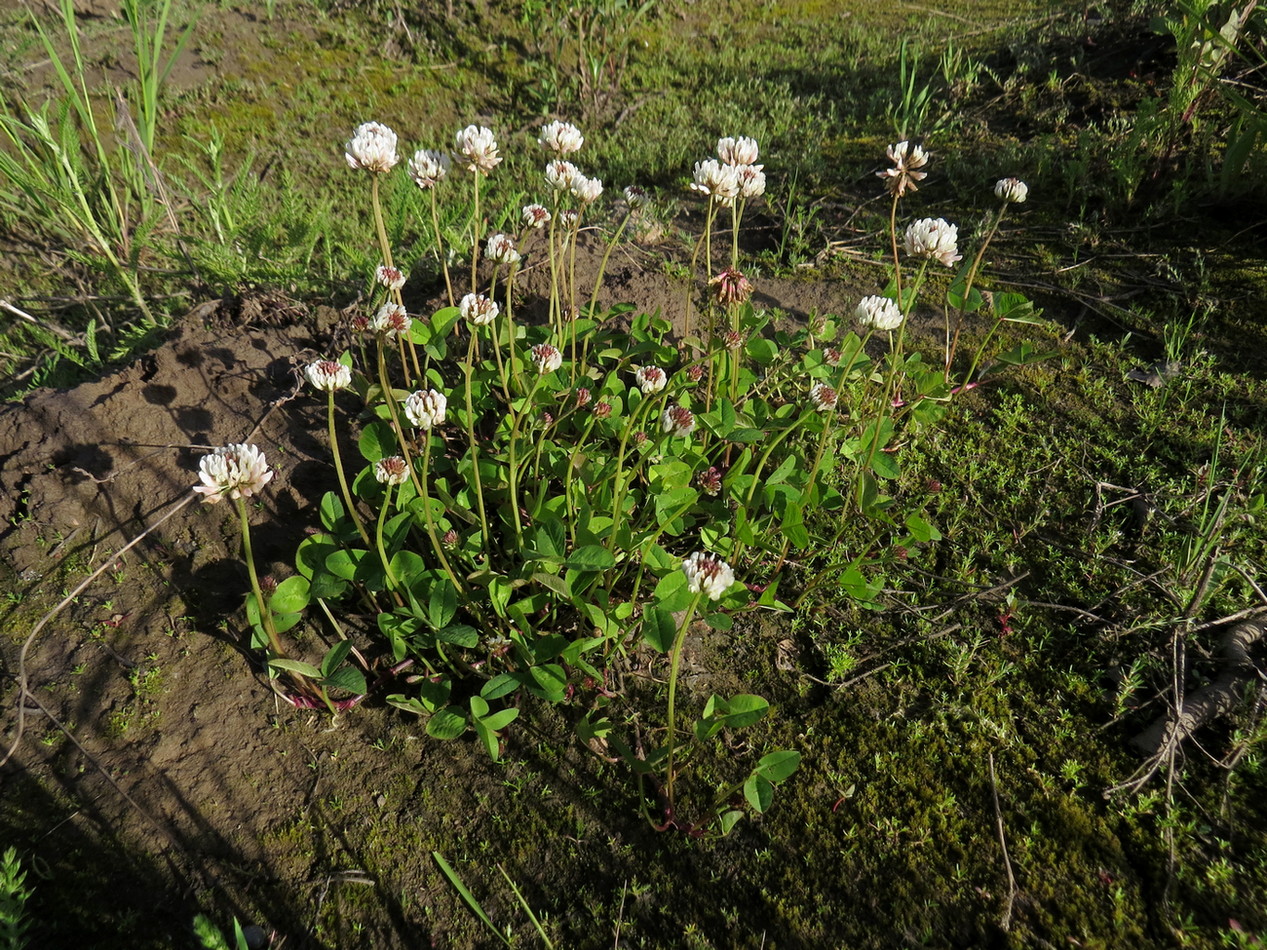 Изображение особи Trifolium repens.