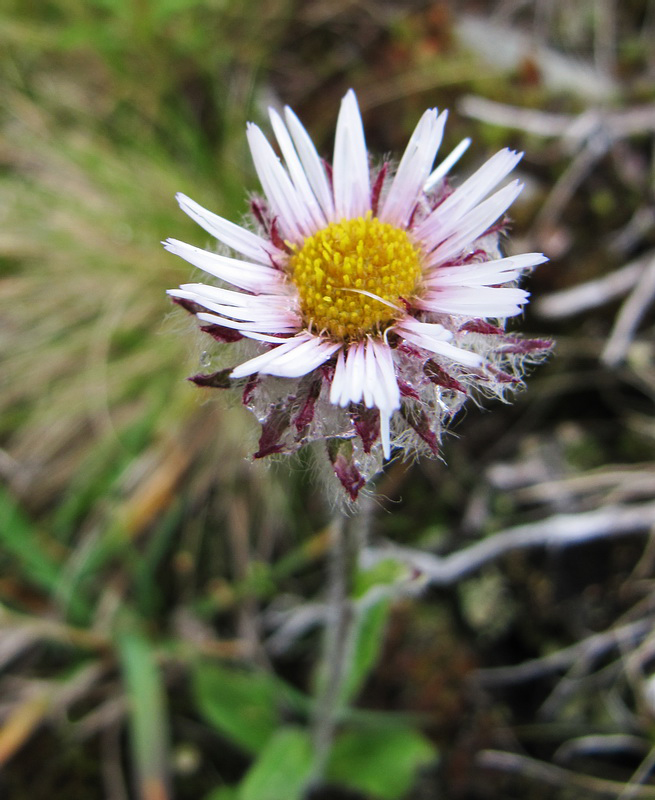 Изображение особи Erigeron borealis.