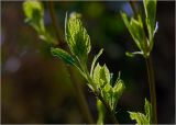 Смотреть изображение Hydrangea paniculata