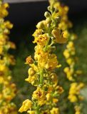 Смотреть изображение род Verbascum