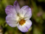 View full-size image Viola hymettia