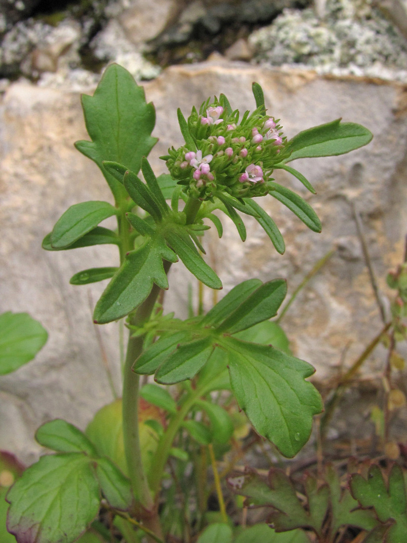 Image of Centranthus calcitrapae specimen.