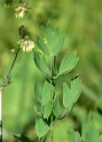 View full-size image Thalictrum simplex
