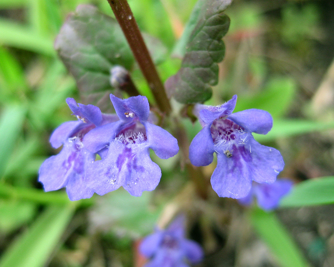 Image of Glechoma hederacea specimen.