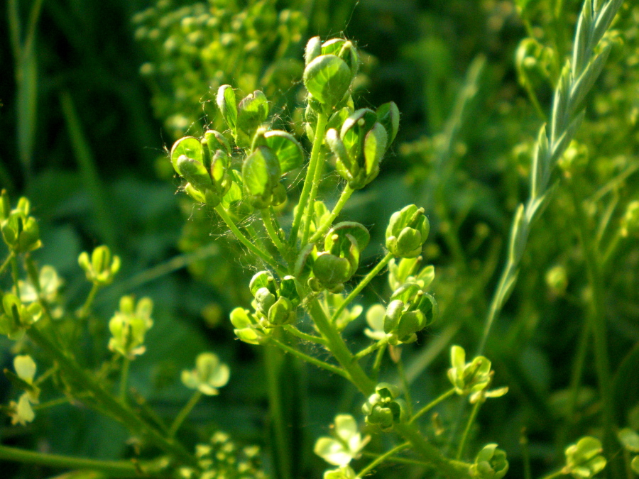 Image of Bunias orientalis specimen.