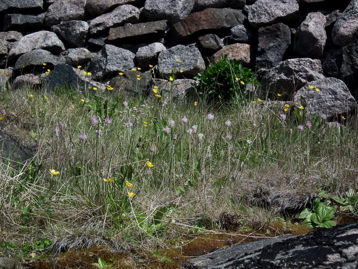 Image of Plantago media specimen.