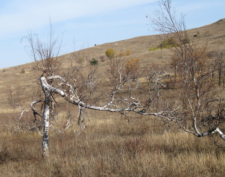 Image of Betula pendula specimen.