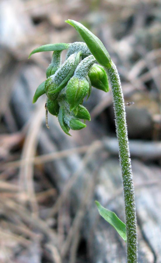 Изображение особи Epipactis microphylla.