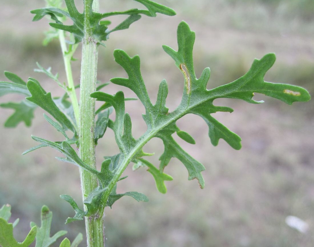 Изображение особи Senecio jacobaea.