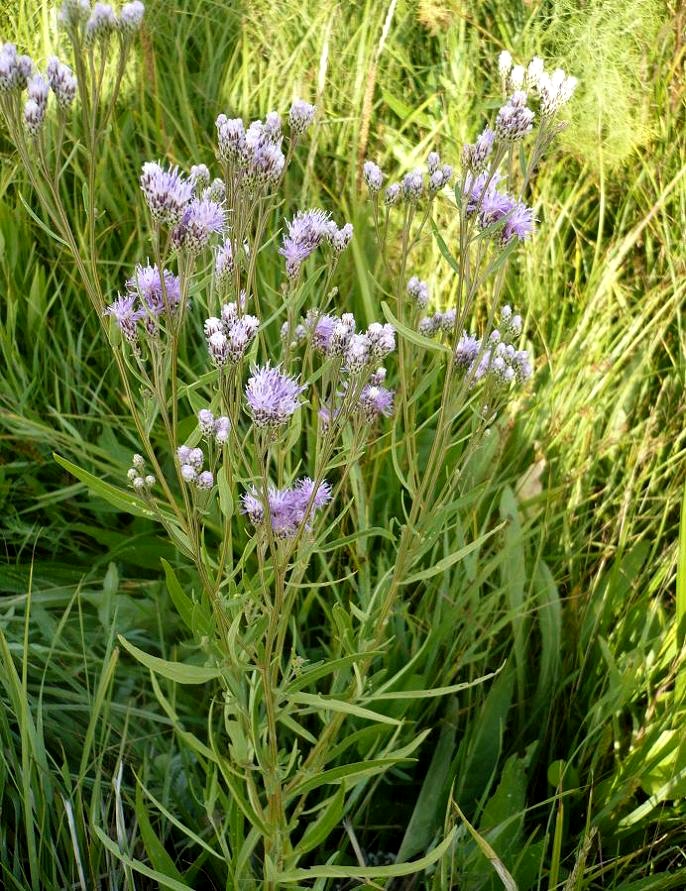 Image of Saussurea amara specimen.