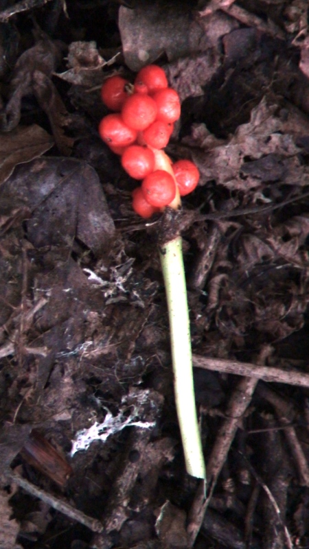 Image of genus Arum specimen.