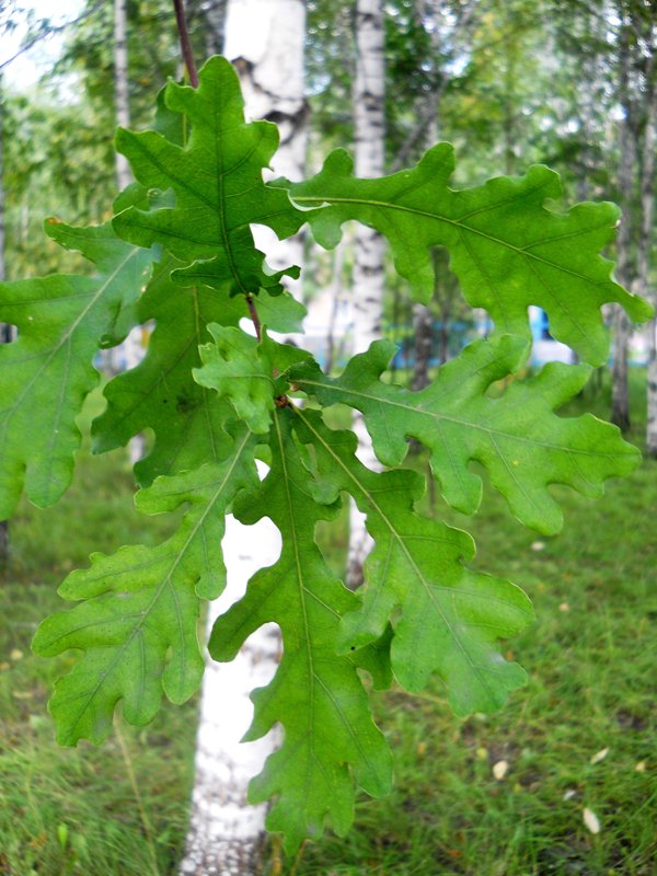 Image of Quercus robur specimen.