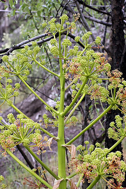 Image of genus Ferula specimen.