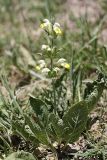 Phlomoides labiosa