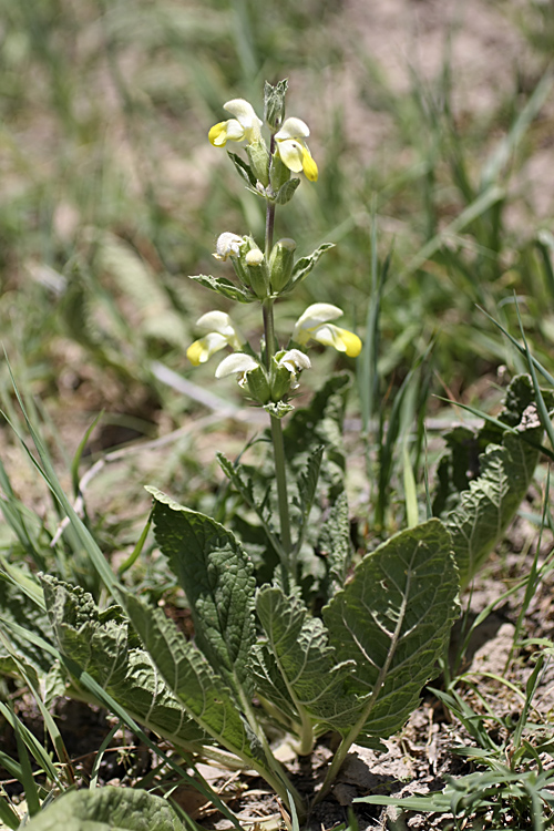 Image of Phlomoides labiosa specimen.