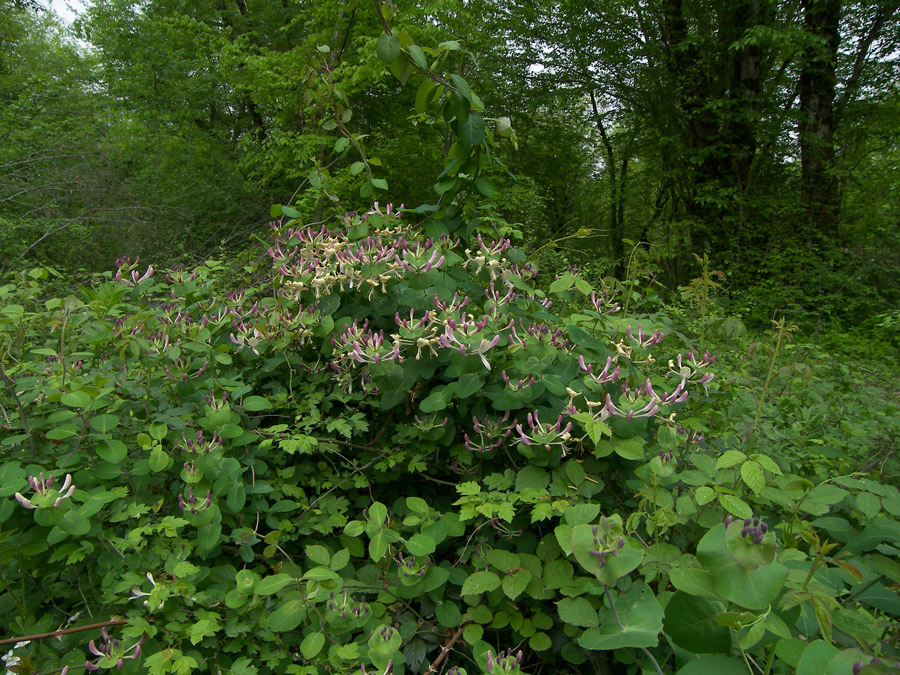 Изображение особи Lonicera caprifolium.