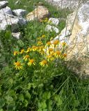 Senecio taraxacifolius