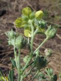 Potentilla canescens. Верхушка цветущего растения. Горный Крым, Бабуган-Яйла. 24 августа 2011 г.