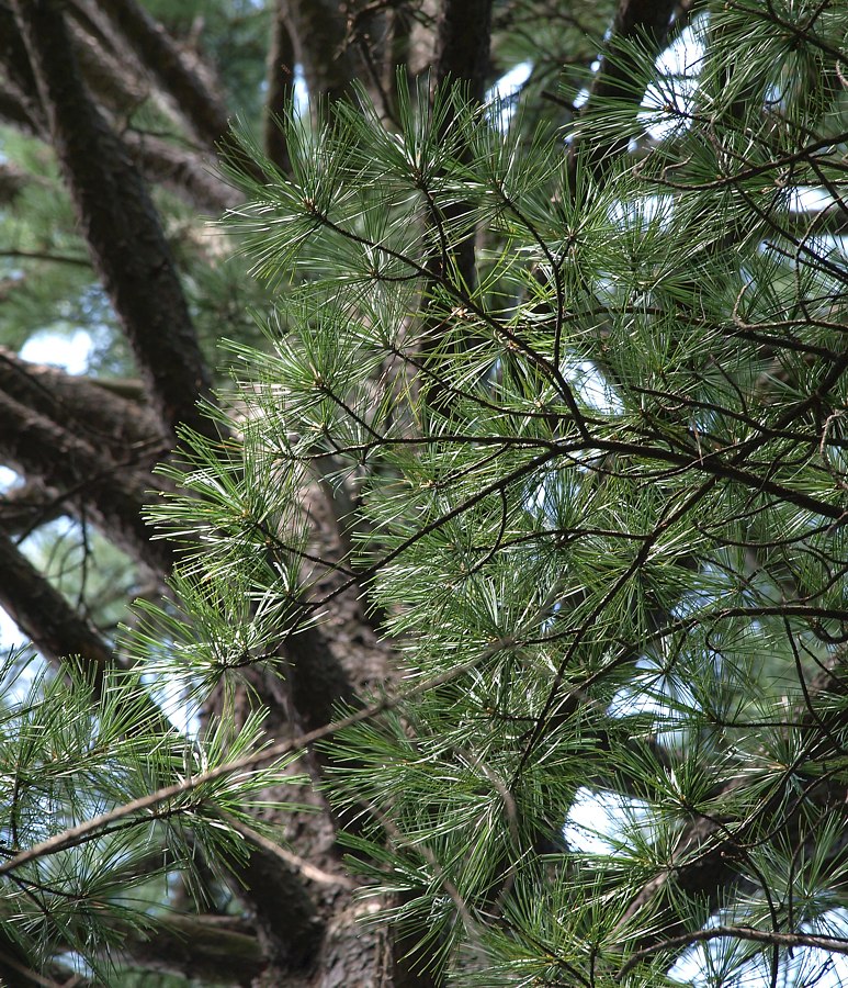 Image of Pinus sibirica specimen.