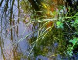 Poa palustris. Растение, лежащее на поверхности воды. Чувашия, Моргаушский р-н, у дороги к дер. Шомиково, канава с водой. 12.07.2011.