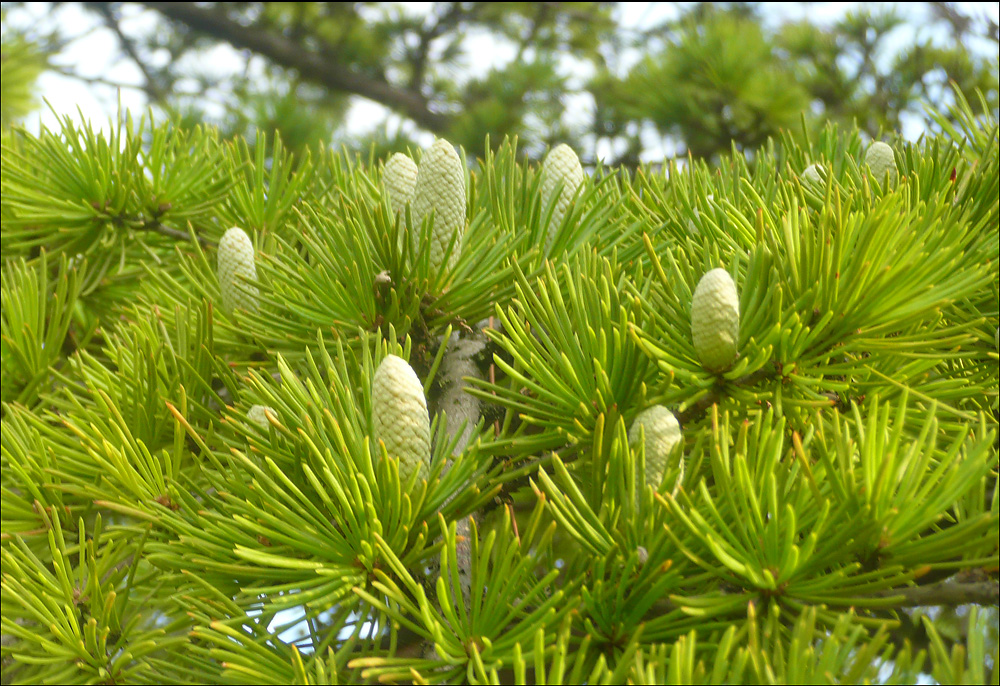 Image of Cedrus deodara specimen.