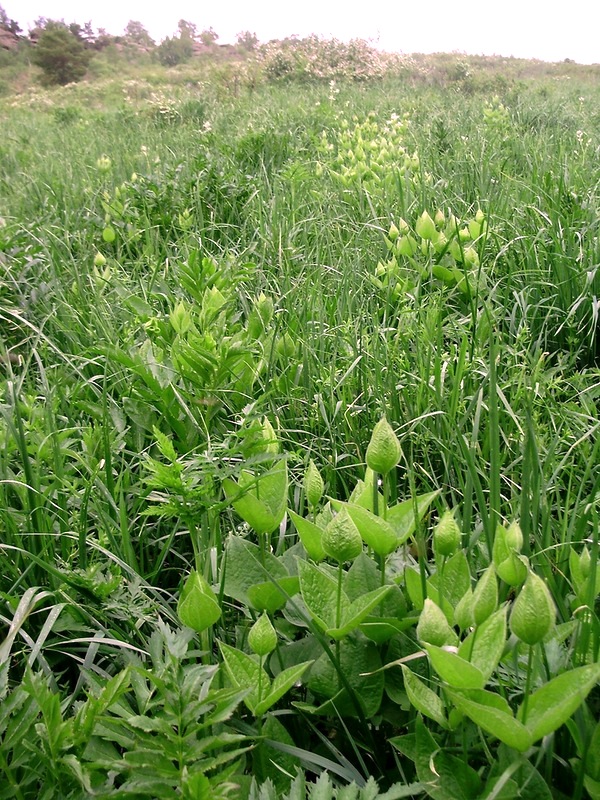 Image of Clematis integrifolia specimen.