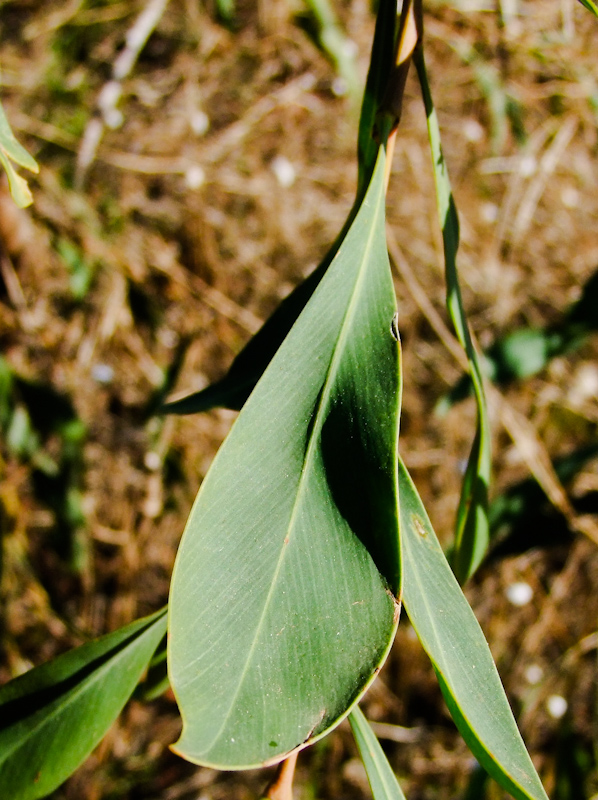 Image of Acacia saligna specimen.