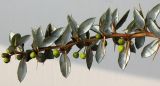 Berberis verruculosa