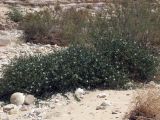 Capparis aegyptia. Цветущее растение. Израиль, центральный Негев, Нахаль Цын, днище русла. 20.04.2012.