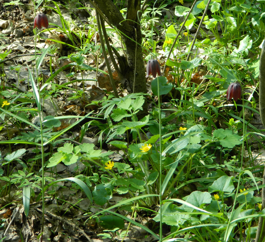 Изображение особи Fritillaria ruthenica.